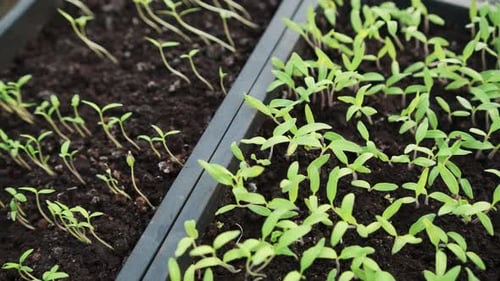 Close Up of Young Seedlings Growing in Soil
