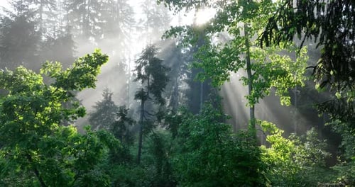 Aerial View of Mystical Forest Woodland Sunrise in the Misty Forest Fog