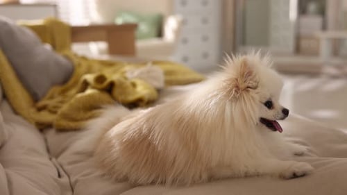 Pomeranian dog resting comfortably on cozy sofa