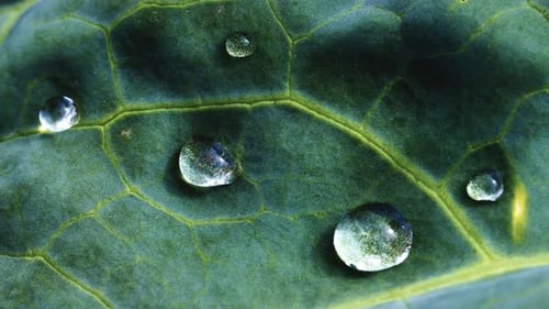 Raindrops Resting on Large Green Leaves in a Serene Natural Environment