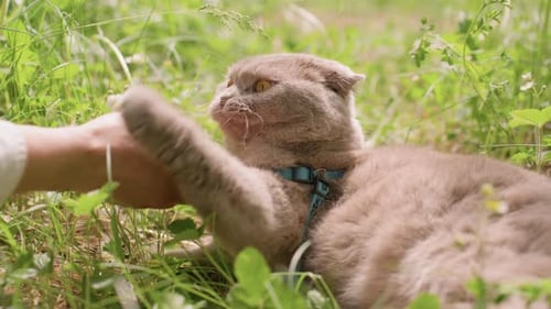 Gentle Touch Calms Happy Feline Bright Meadow Hosts Content Cat Receiving Rubs Sunshine Bathes