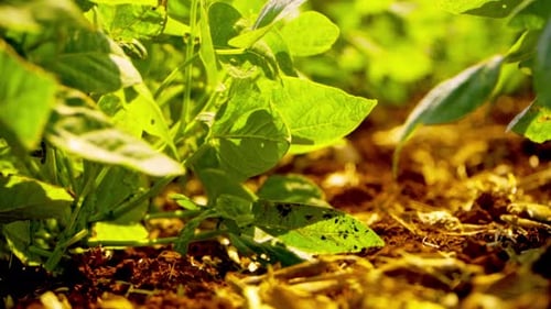 Low angle close up of leaves of green crop plants as the sun's rays pass through them.