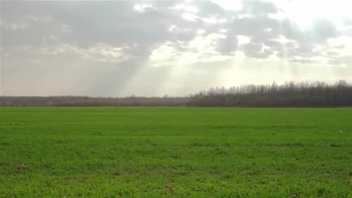 Green Field Under Blue Sky