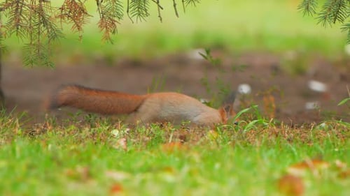 Squirrel Looks for Food in Green Grass of Lawn in Park