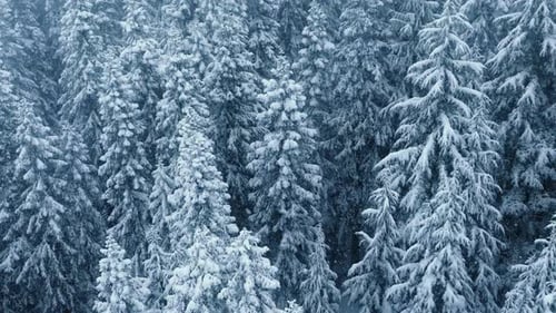 Still Shot of Gentle Snowfall at Whiteblue Winter Forest Landscape Background