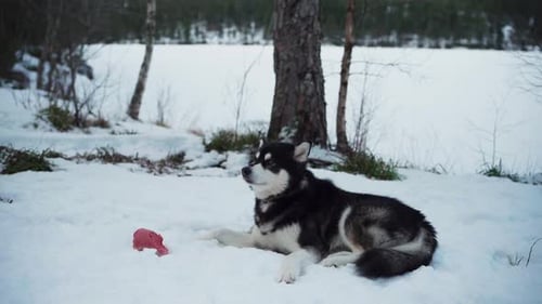 Dog Lying in Snow Next to Food