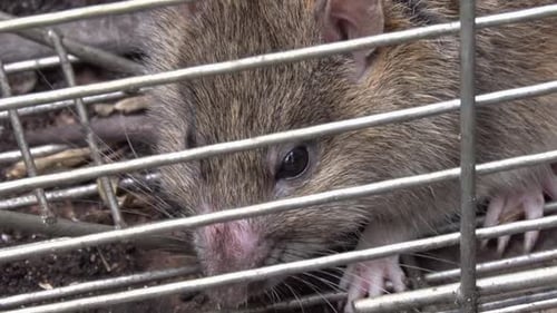 Nahaufnahme einer braunen oder norwegischen Ratte, Rattus norvegicus, gefangen in einer Lebendfalle. Vereinigtes Königreich
