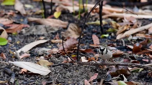 The Forest Wagtail is a passerine bird foraging on branches, forest grounds, tail wagging constantly