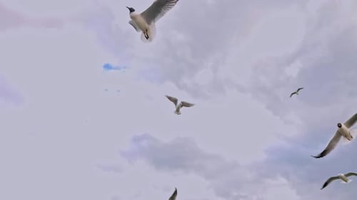 Flock Of Seagulls Feeding Bread In A Cloudy Sky In Spring 14