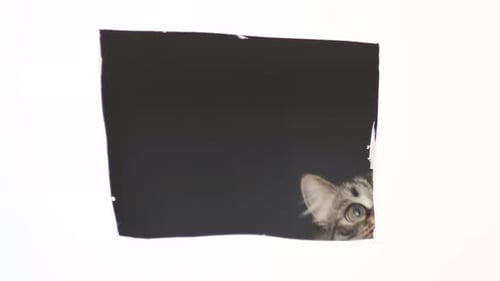 Gray Cat Peeks Out of a Square Hole in White Cardboard