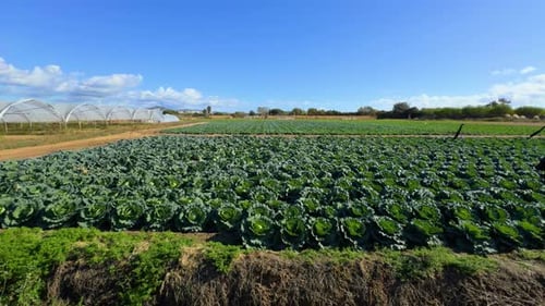 shot with gimbal in field fresh cultivated cabbage, planted in field, dark green