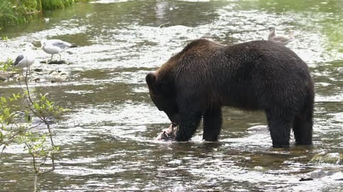 Profile view: Large brown Grizzly bear eating salmon in spawning river