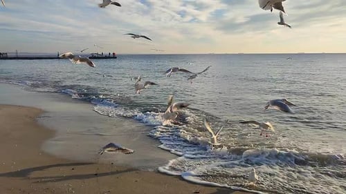 Seagulls on the Seashore at Dawn Many White Sea Gulls Flying on the Sandy Beach