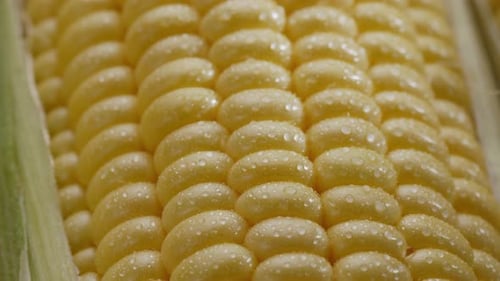 Close up of Fresh Corn on the Cob