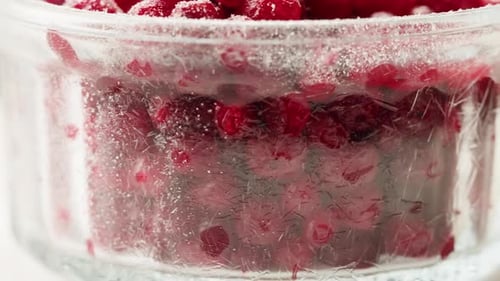 Frozen Cranberries in Snow for Tea Background Close Up of Cranberry Berries in Winter Park Ice
