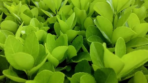 View Of Plants In The Garden