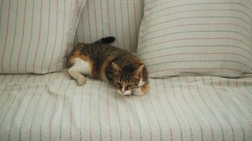Cat Lying on Sofa in Living Room
