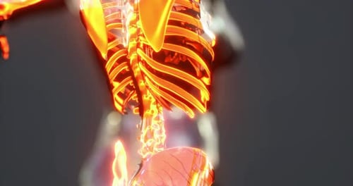 Detailed Diagram of Human Skeletal Anatomy Showcasing Ribcage and Spine