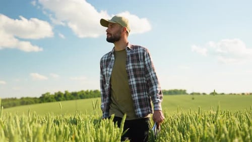 Farmer Walking Field Checks the Quality of Wheat Agriculture Gardening or Ecology Concept