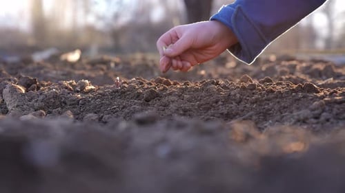 Hand Planting Seeds in a Garden at Sunrise