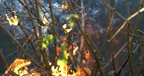 Waldbrand in Nahaufnahme. Die Zweige der Sträucher und Bäume brennen und rauchen. Waldbrände verursacht