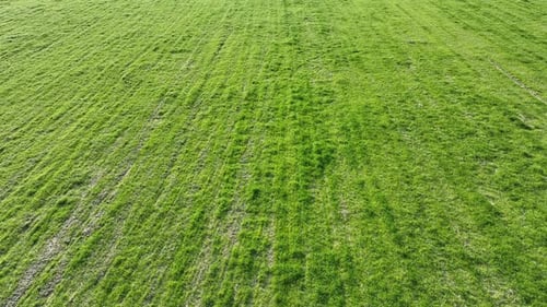 grass texture in the meadow