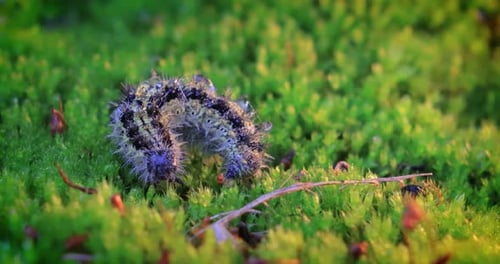 Detailed Caterpillar Crawling on Green Moss