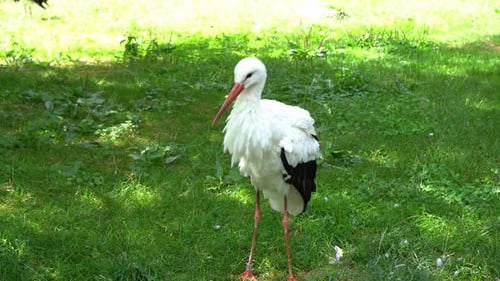 Der Storch ist ein großer weißer Vogel