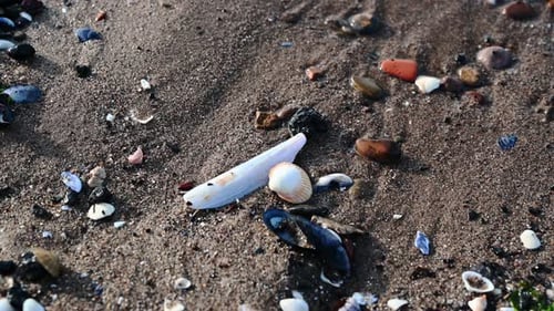 Seashells getting washed by the small waves on a calm day on the beach.