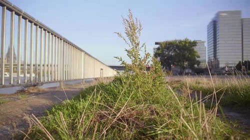 Very low pullback dolly shot of grass and weeds growing up from the sidewalk along a stainless steel