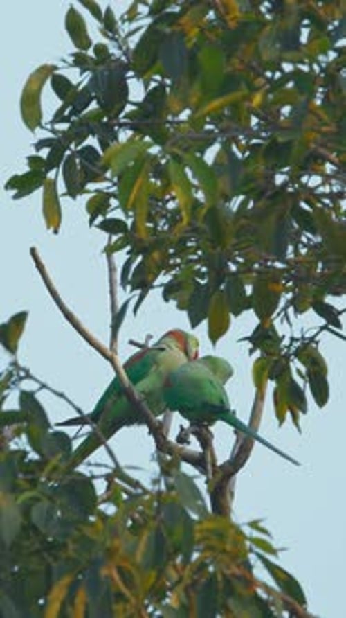 Two Roseringed Parakeets Siting and