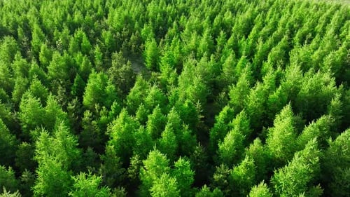 Coniferous Summer Forest Scenic Landscape Aerial View Drone Fly Over Green Pine Trees and Treetops