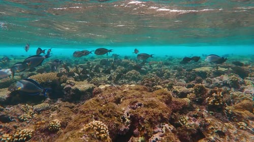 Shoals of Unicornfish swim over top of coral reef during storm, slow motion