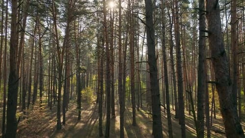 Forest Morning Light Summer Trees Autumn Wood Magic Beautiful