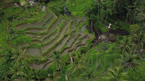 Paysage aérien des rizières et des rizières en terrasse sur l'île de Bali en Indonésie, vol de Drone
