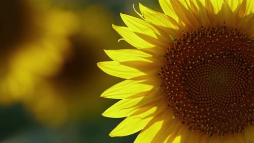 Agriculture Yellow Sunflower Plant In Farm Field In Sunlight 12