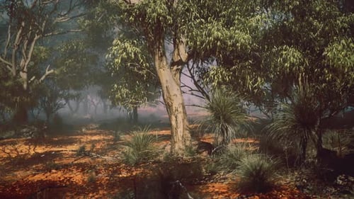 Quiet Forest Landscape During Early Morning with Light Beams