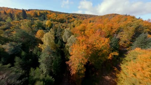 Cinematic FPV Drone Flight Over Colorful Autumn Forest And Hills