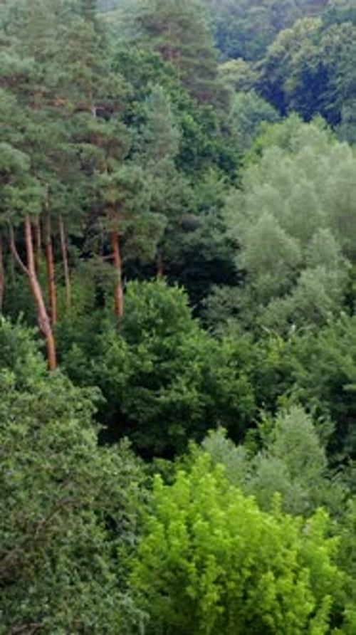 Fresh landscape of woodland. Beautiful forest with tall pine trees and mixed green trees in summer.