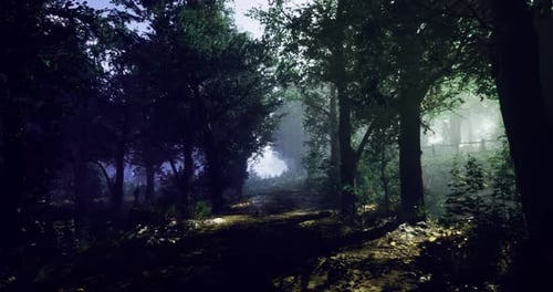 Mysterious Forest Path Illuminated By Soft Sunlight During Early Morning