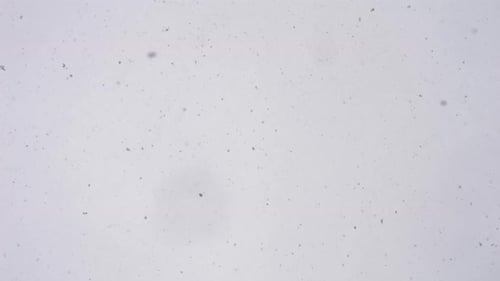 2K Schnee