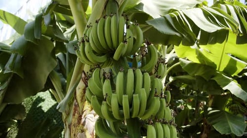 Bunch of green banana fruit growing on palm tree on sunny bright day, motion view