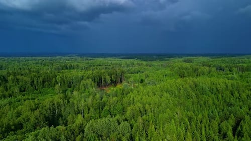 Aerial View of Lush Green Forest Under Cloudy Sky
