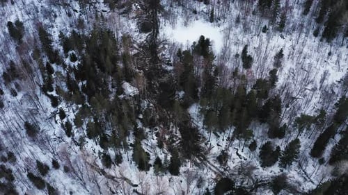 Aerial View of a Cut Forest Along a Forest Road in Winter