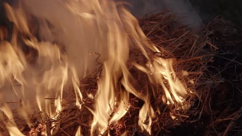 Straw, hay being burned in a fire at night, static medium shot