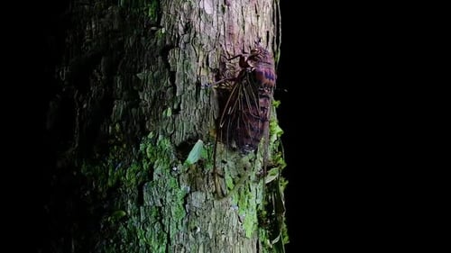 Cicada on Tree Trunk in the Night