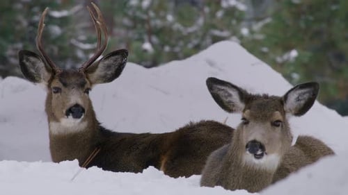 Male Deer and Female Deer Lying on the Snowdrifts Blurred Background of Forest