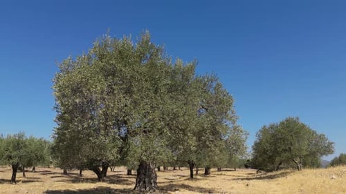 Olive Trees 24