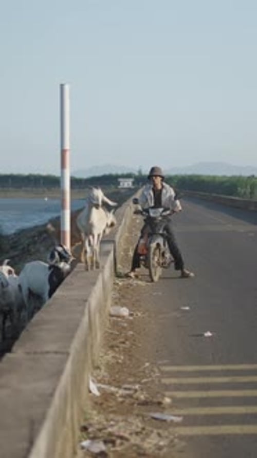 Troupeau de chèvres courant sur la route sale mené par un garçon asiatique à moto à Long Thanh