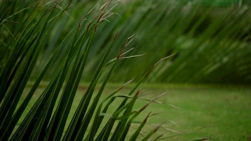 Green Palm Leaves on a Green Background